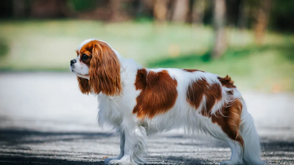 King Charles Spaniel
